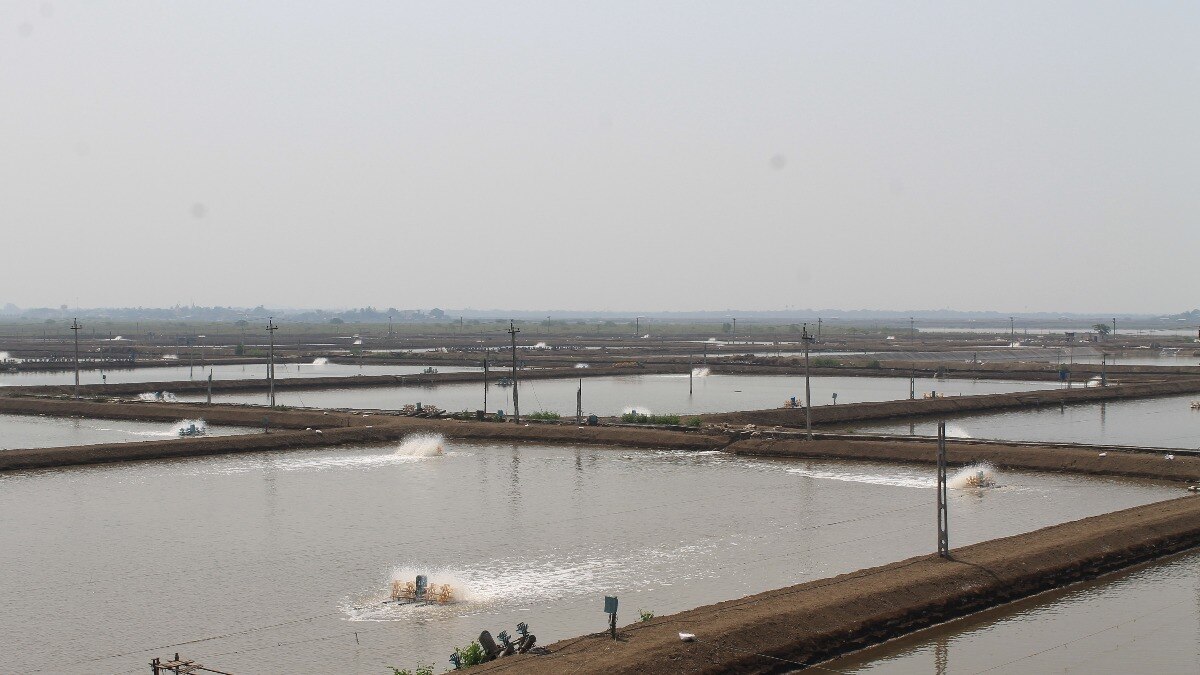 Shrimp: देश के ये 4 राज्य भी लाखों टन झींगा उत्पादन करने वालों की लिस्ट में होंगे शामिल, पढ़ें डिटेल