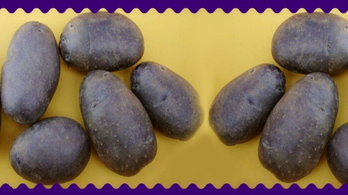 कुफरी जमुनिया आलू की खासियत क्या है?