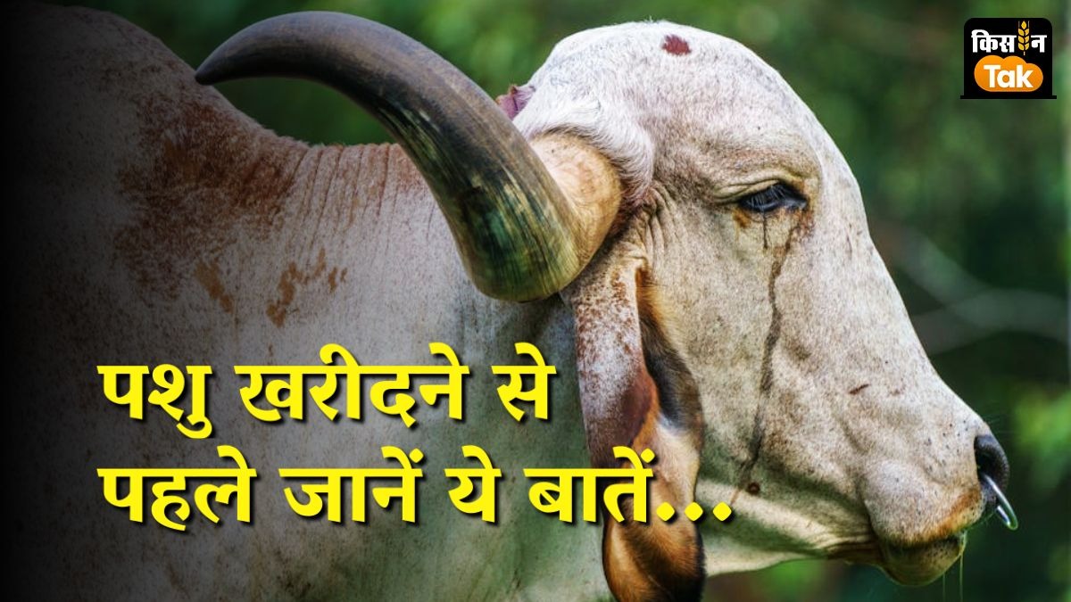 गाय-भैंस खरीदने से पहले इन तीन चीजों की करें जांच, नहीं तो पानी में चला जाएगा पैसा