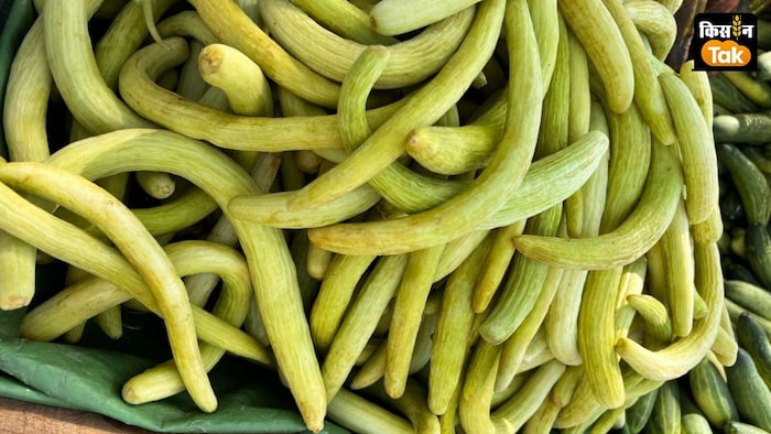 ककड़ी की खेती का फायदा