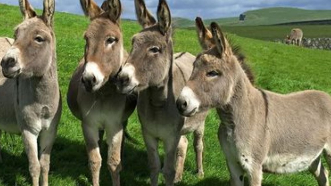 Equine: गधे-घोड़ों में खास जांच के लिए भारत की पहली लैब को मिला WOAH से दर्जा, पढ़ें डिटेल