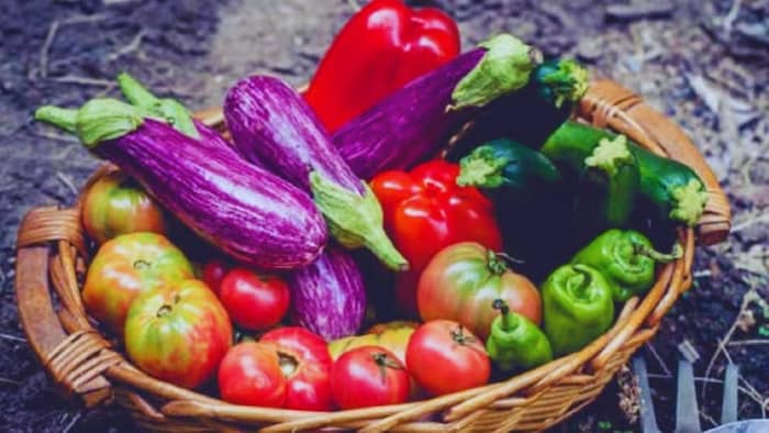 किस फसल की वैरायटी है मेघना