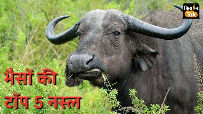 भैंसों की टॉप 5 नस्ल