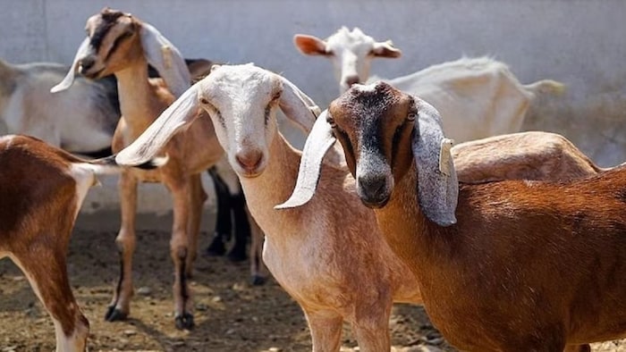 बकरी चोरी के आरोप में पिटाई (सांकेतिक तस्वीर)