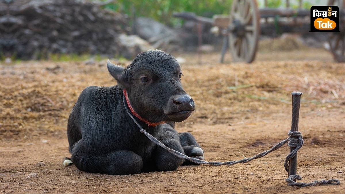 Animal Winter Care: सर्दियों में जन्म होते ही शुरू कर दें गाय-भैंस के बच्चे की देखभाल, पढ़ें ये जरूरी टिप्स 