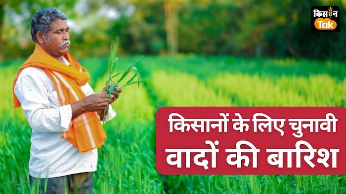 महाविकास अघाड़ी और महायुति की ओर से किसानों का कर्ज माफ करने का वादा किया गया है.