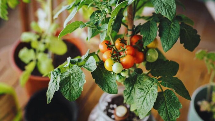 विदेशी टेक्निक से बाल्टी में उगाएं टमाटर