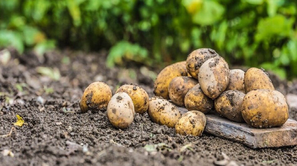 आलू के दाम में और उछाल की आशंका, दिल्ली को सप्लाई करने वाले राज्य में पैदावार घटने से गहराया संकट  आलू के दाम में और उछाल की आशंका, दिल्ली को सप्लाई करने वाले राज्य में पैदावार घटने से गहराया संकट