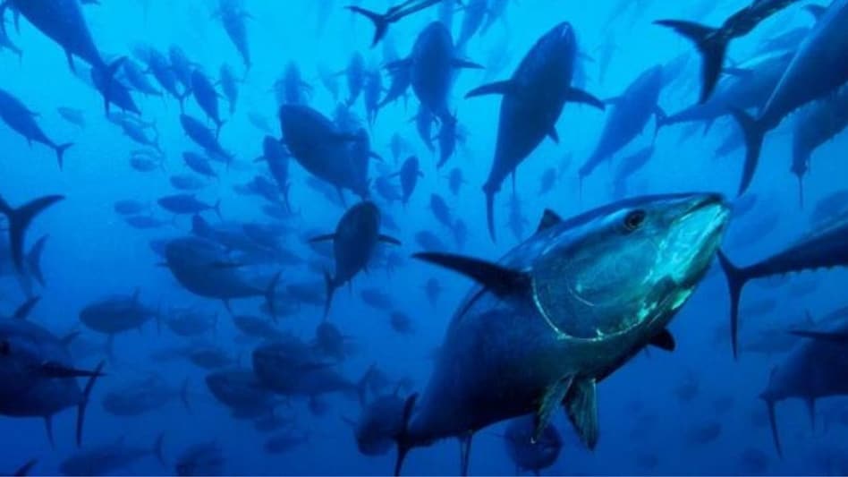 Tuna Fish: हर देश में है टूना मछली की डिमांड, अंडमान में है खूब पैदावार, जानें क्यों है सबकी पसंद  Tuna Fish: हर देश में है टूना मछली की डिमांड, अंडमान में है खूब पैदावार, जानें क्यों है सबकी पसंद