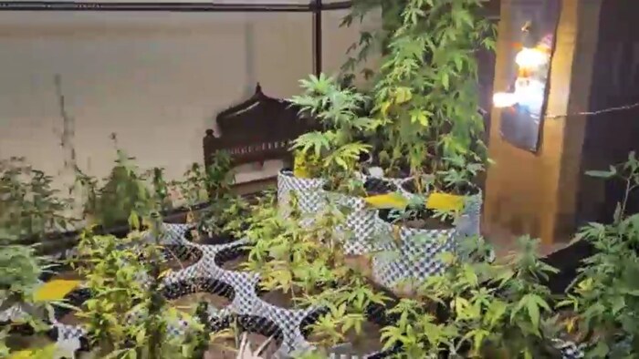 The accused had planted marijuana in over 50 pots. (Screengrab)