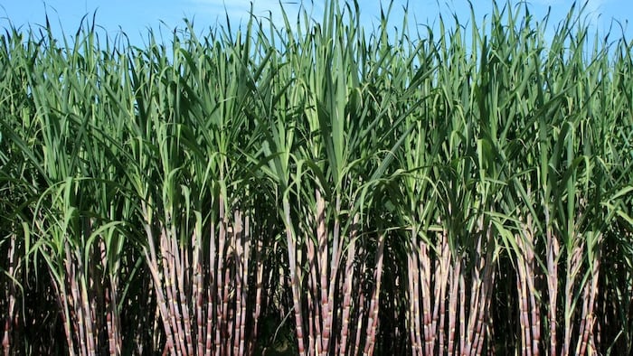 कीटों के अटैक से गन्ने की खेती को भारी नुकसान.