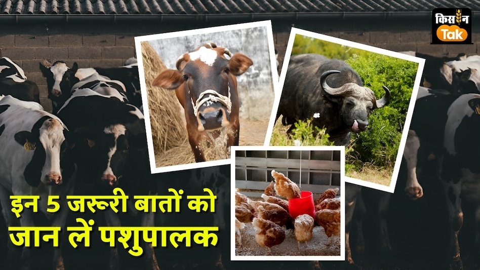 कोई भी पशु पालें लेकिन इन 5 बातों का रखें ध्यान, नहीं तो हो जाएगा अनचाहा नुकसान कोई भी पशु पालें लेकिन इन 5 बातों का रखें ध्यान, नहीं तो हो जाएगा अनचाहा नुकसान