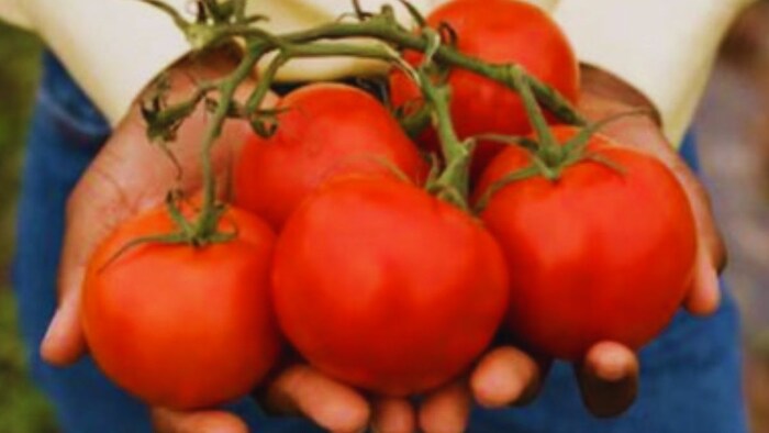 टमाटर के खरीदें बीज