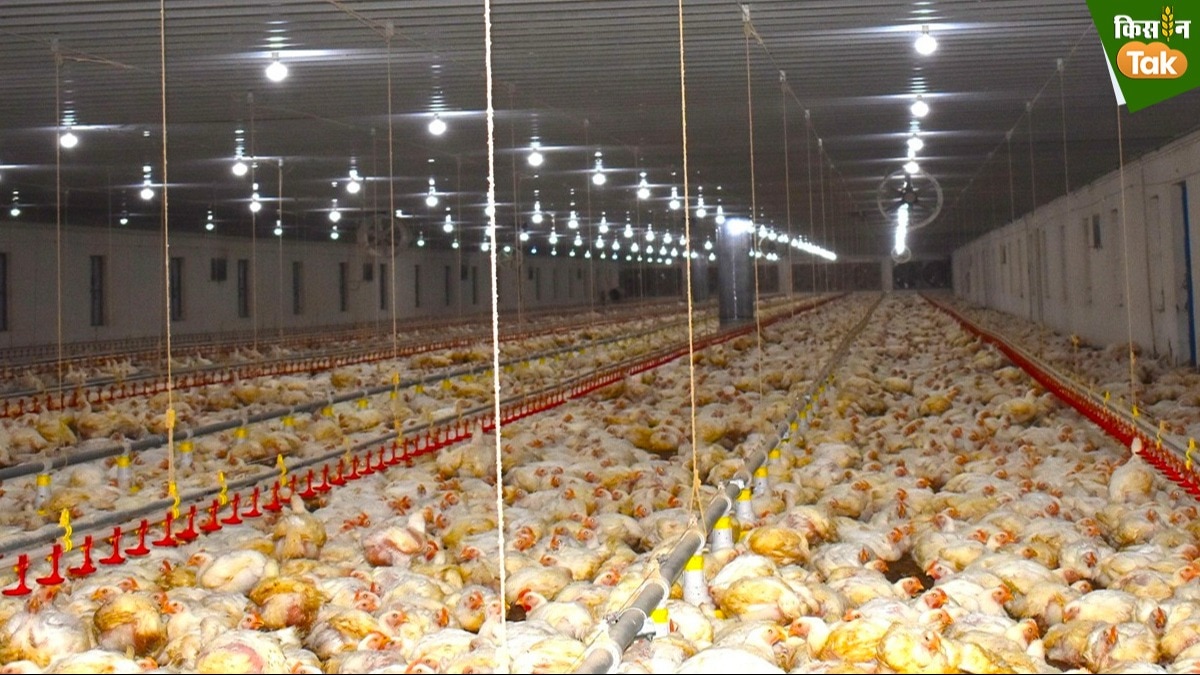 Poultry: सर्दियों में चिकन के लिए पोल्ट्री फार्म खोलने जा रहे हैं तो इन बातों का रखें ख्याल