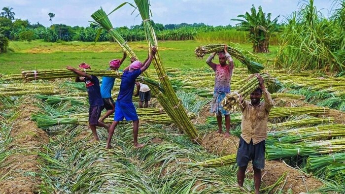 महाराष्ट्र में गन्ना पेराई