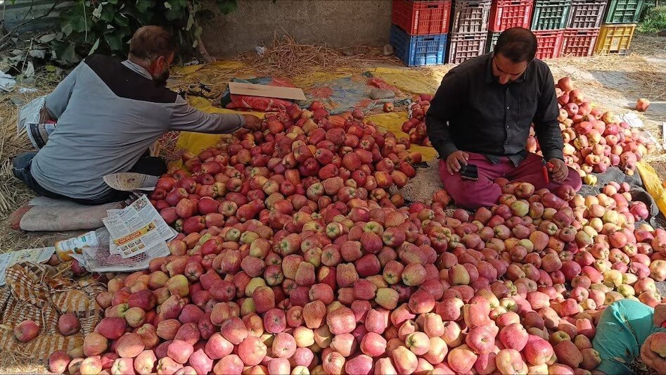 भारत में बढ़ेगा विदेशी सेब का आयात, अगले साल अगस्त तक दाम में तेजी रहने के आसार