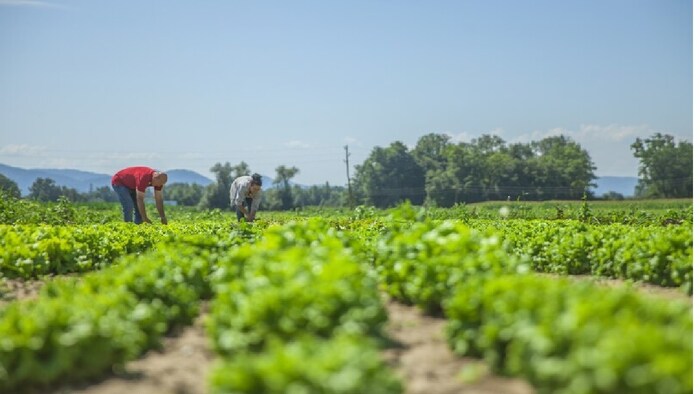 पूर्वी उत्तर प्रदेश के किसान इस समय गेहूं और जौ की बुवाई कर सकते हैं.