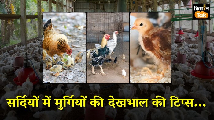 poultry farming