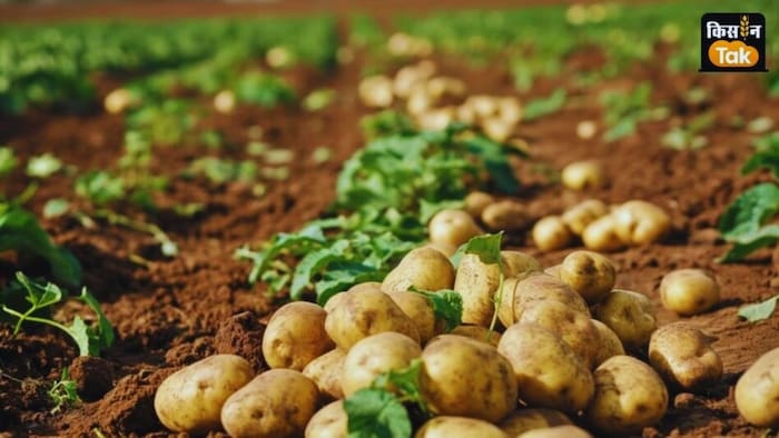 आलू की खेती