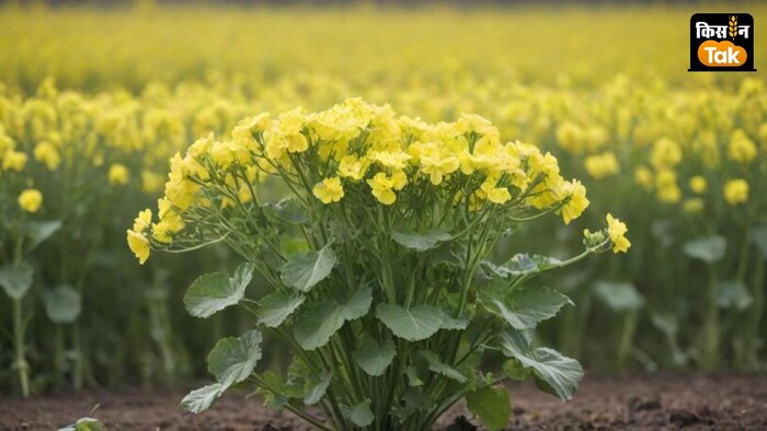 ICAR ने सरसों की नई उत्तम किस्म पूसा डबल जीरो मस्टर्ड 35 (पीडीजेड 14) पेश की है.