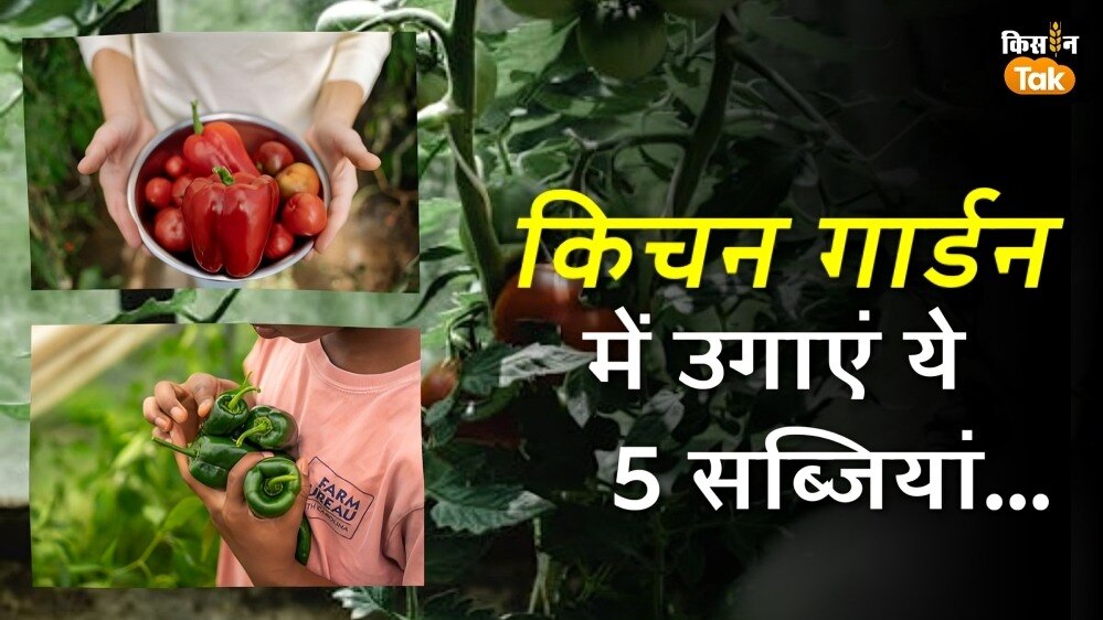 ये पांच सब्जियां उगा कर बचा सकते हैं रसोई का खर्च, फटाफट पढ़ लें सिंपल टिप्स