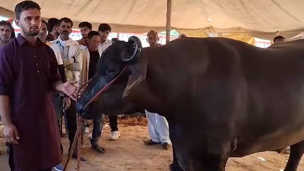 23 करोड़ रुपये का अनमोल भैंसा