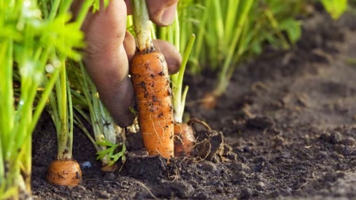 गाजर की खेती