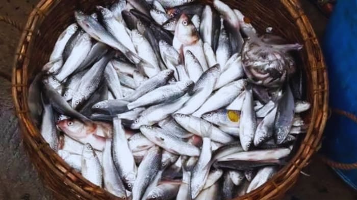 गंडक नदी की चेपुआ मछली