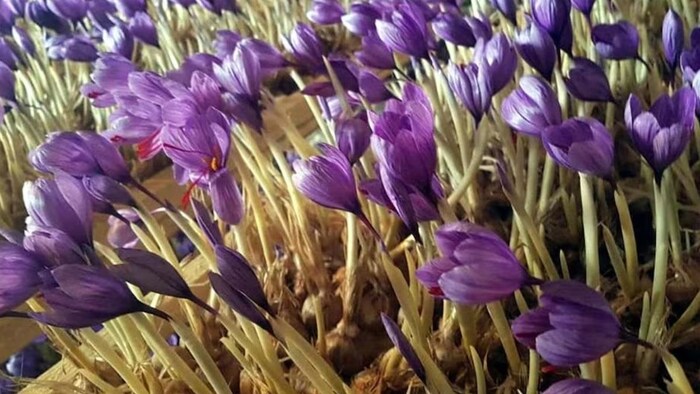 केसर की खेती (सांकेतिक तस्वीर)