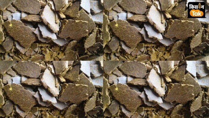 खली के निर्यात में गिरावट. (सांकेतिक तस्वीर)