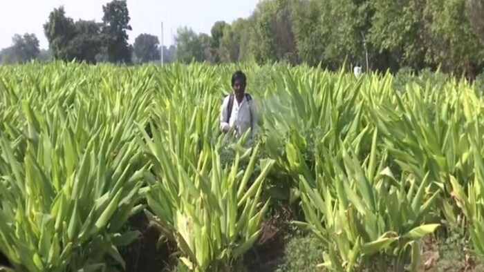 हिंगोली में हल्दी की खेती करने वाला किसान. (फोटो/एएनआई)