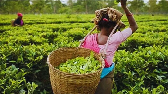 चाय का बागान. (फाइल फोटो)
