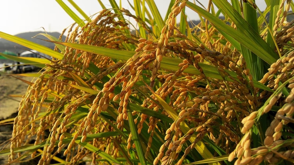 धान सन्ना वडलू के लिए एमएसपी पर 500 रुपये बोनस की घोषणा की है.