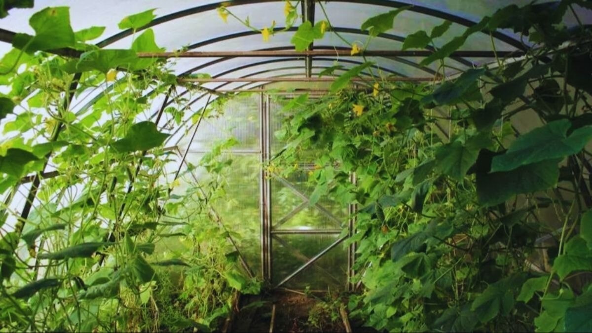 ऑर्गेनिक फार्मिंग