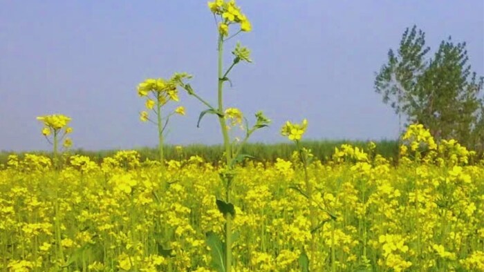 राजस्थान में अक्टूबर तक सरसों बुवाई का 46 प्रतिशत एरिया कवर. (सांकेतिक तस्वीर)