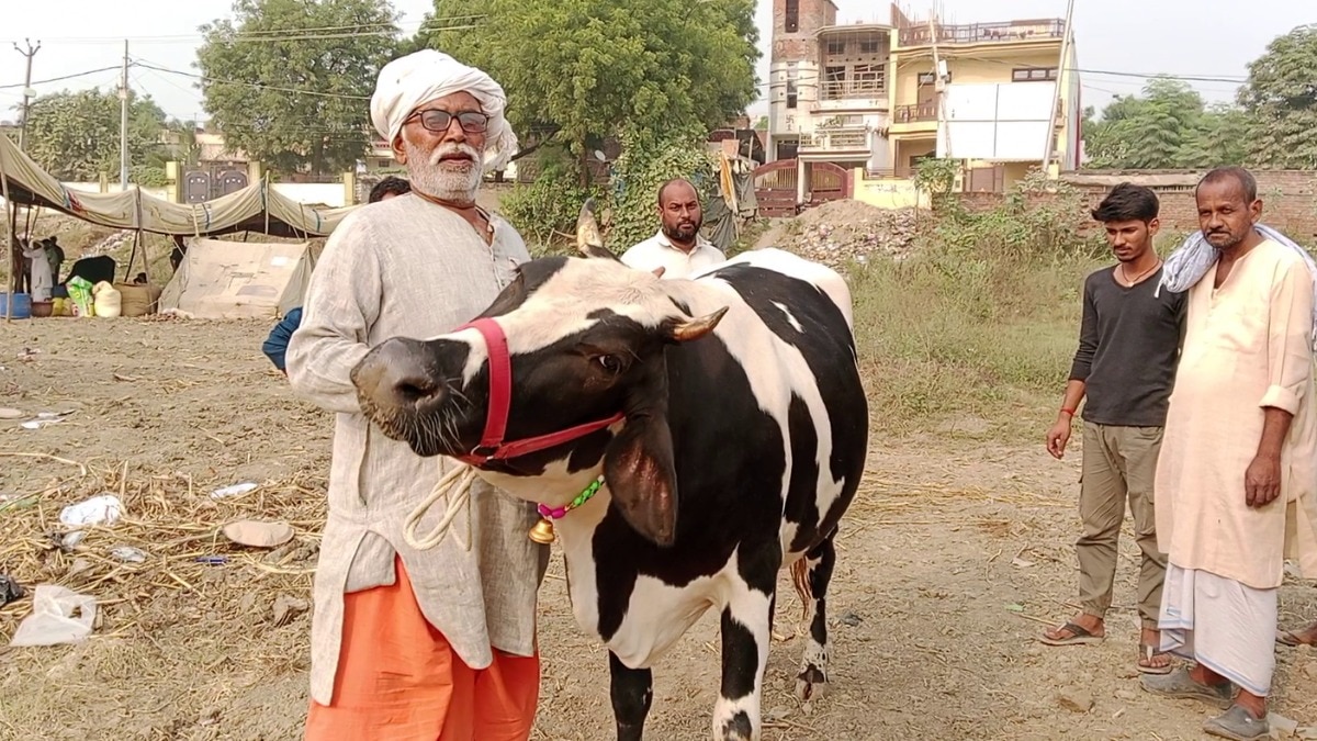 यूपी में इस खास नस्ल की गाय की हो रही चर्चा, एक दिन में देती है 30 लीटर तक दूध