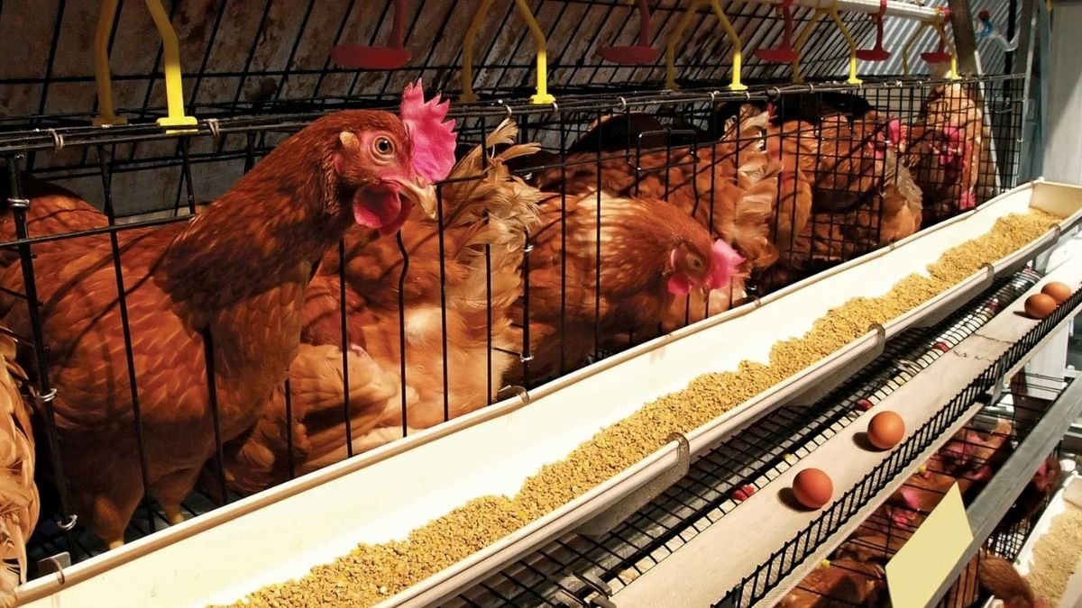 Poultry Egg: मुर्गियों को कराई जाती है डाइटिंग, अंडा देते वक्त आ जाती हैं खतरे में 