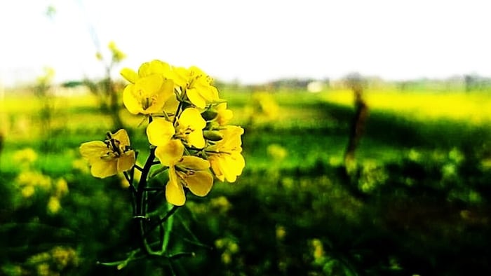 सरसों की खेती में सल्फर की कितनी जरूरत?