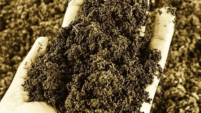 पराली जलाने से खराब हो जाती है मिट्टी की सेहत.