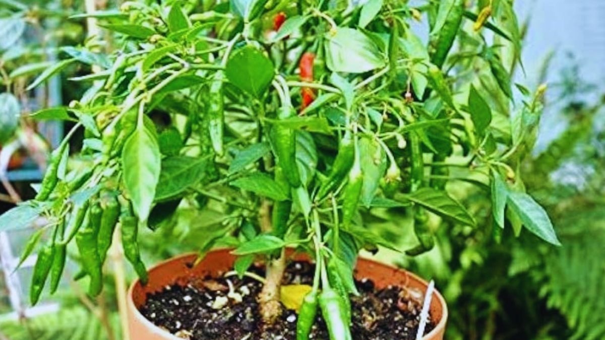 मिर्च का पौधा