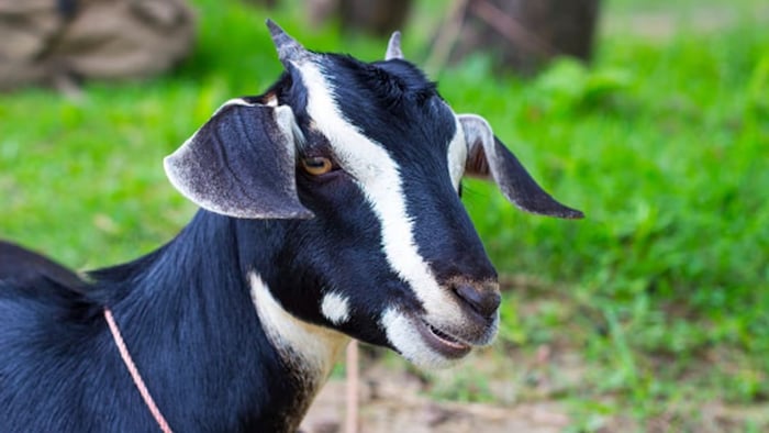 बकरी पालन के लिए लोन दे रही राजस्थान सरकार. (फाइल फोटो)