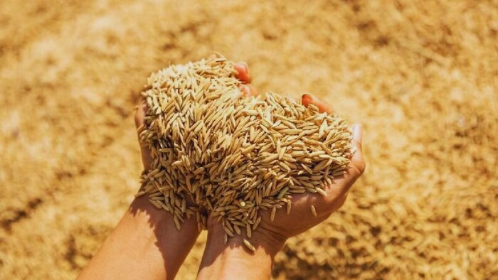 धान पर बोनस देगी ओडिशा सरकार