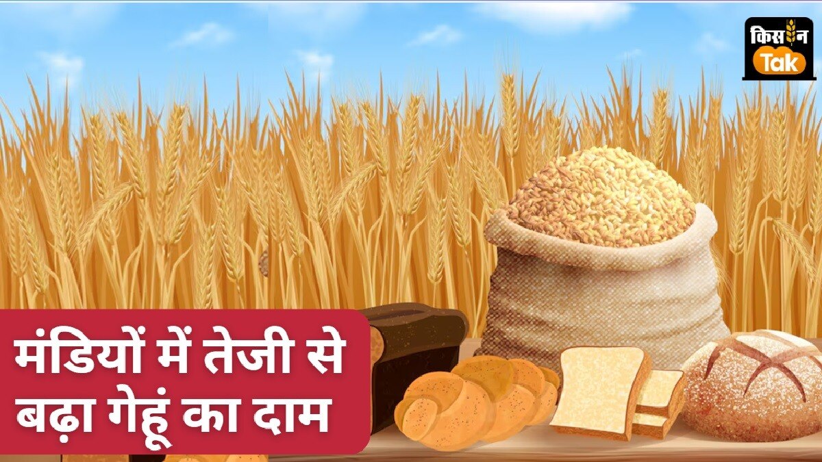 बाजारों में गेहूं का अधिक एमएसपी से दोगुनी कीमत पर जा पहुंचा है.
