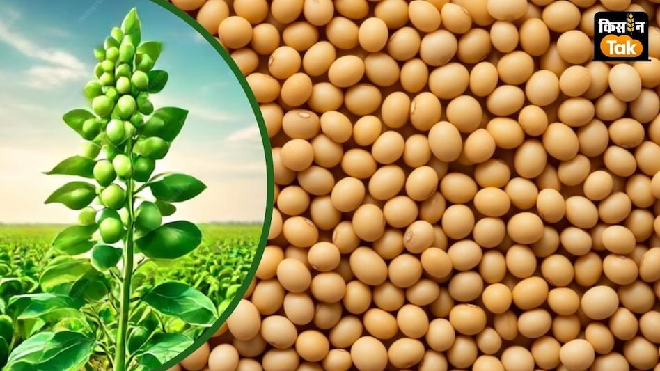 Soybean Price: सोयाबीन के गिरते दाम ने तोड़ी किसानों की कमर, MSP से 2000 रुपये तक कम हुई कीमत Soybean Price: सोयाबीन के गिरते दाम ने तोड़ी किसानों की कमर, MSP से 2000 रुपये तक कम हुई कीमत