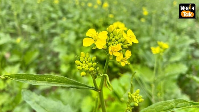 ICAR के सरसों रिसर्च केंद्र भरतपुर ने सरसों की नई किस्म Mustard BPM 11 पेश की है.