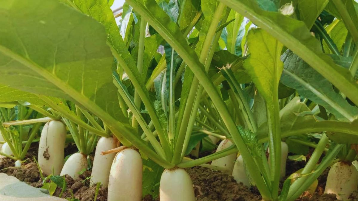 मूली की खेती
