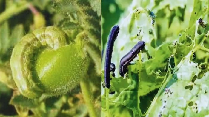 दलहन फसलों पर लगने वाले पिल्लू