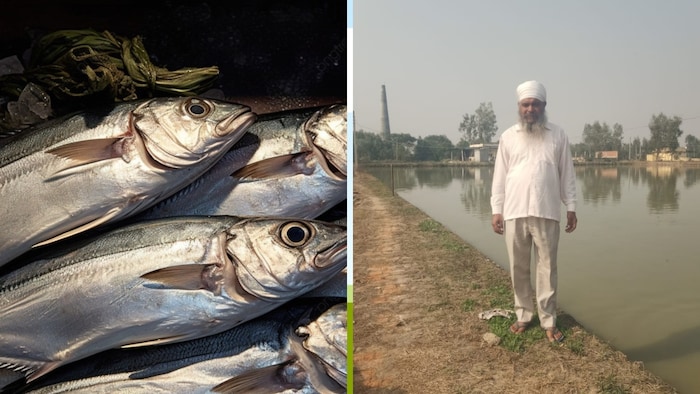 यूपी के इस गांव में बीज तैयार करने के अलावा बड़े स्तर पर मछली पालन भी हो रहा (फोटो-किसान तक)