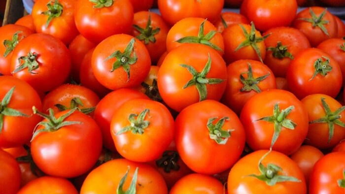 टमाटर से वाइन बनाने की तैयारी