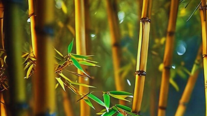 बांस की खेती